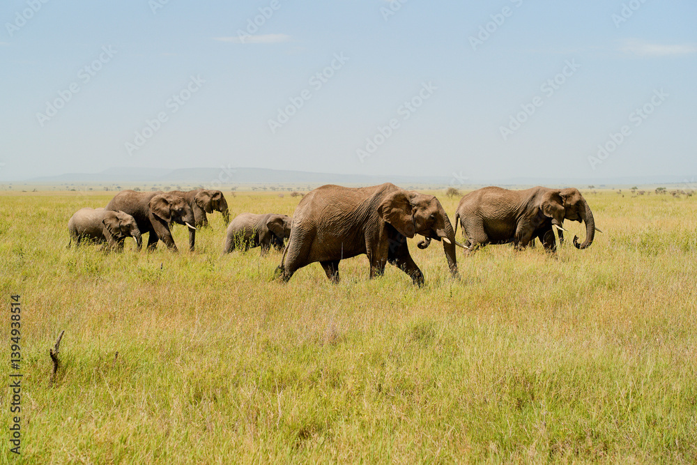 A herd of elephants walking across the grassy savannah under a clear blue sky. Serengeti, Tanzania A herd of elephants walking across the grassy savannah under a clear blue sky. Serengeti, Tanzania