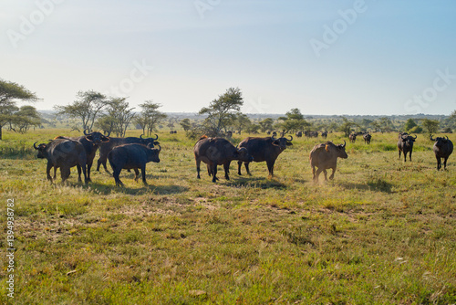 Herd of buffalo grazing in a vast, sunny grassland with scattered trees. Serengeti, Tanzania
