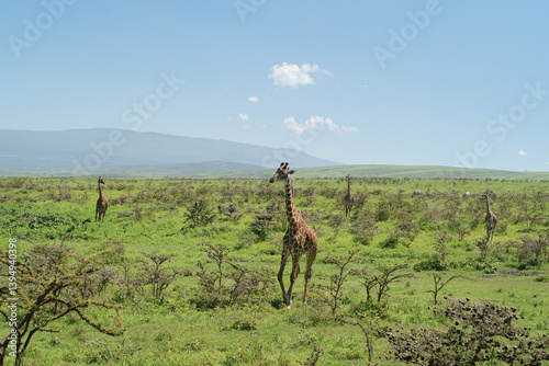 Giraffes roam a vast, green savannah under a clear blue sky with distant hills. Tanzania, Africa