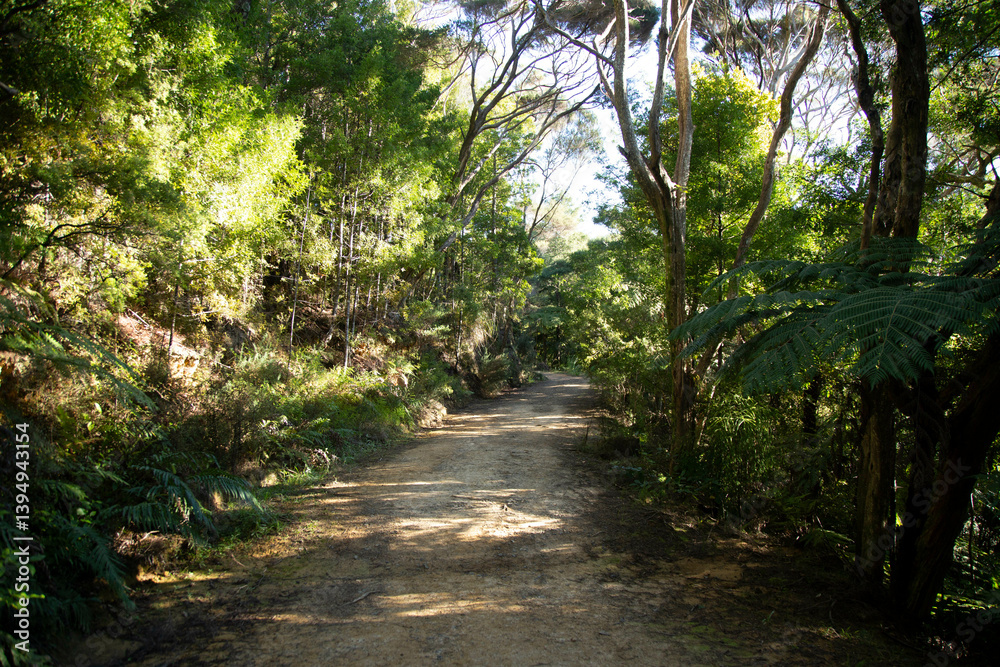 Sunlit forest path surrounded by lush green trees and foliage. Sunlit forest path surrounded by lush green trees and foliage.