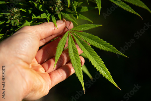 Hand gently holding a vibrant green cannabis leaf in sunlight. Auckland, New Zealand photo