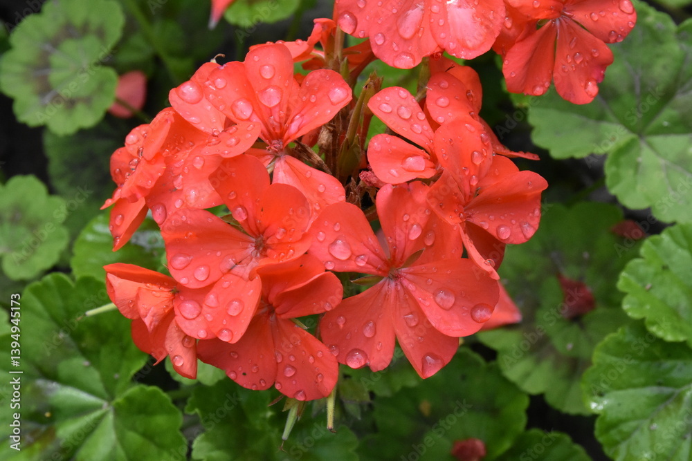 Fototapeta premium Radiant Red Pelargonium in Bloom – A Garden Classic 