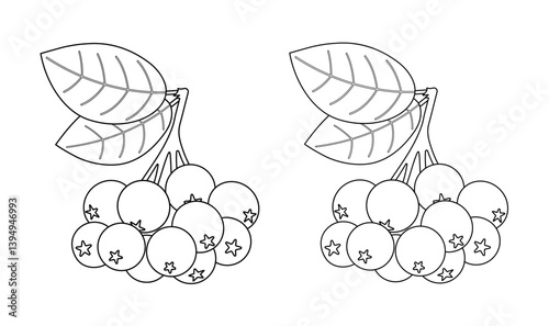 Berries of black-fruited mountain ash. Editable and expanded stroke. Linear image with two variations. Vector illustration, linear icon. 