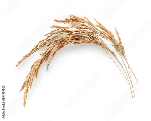 Golden Rice Stalks on White Background,  Agricultural Harvest Image