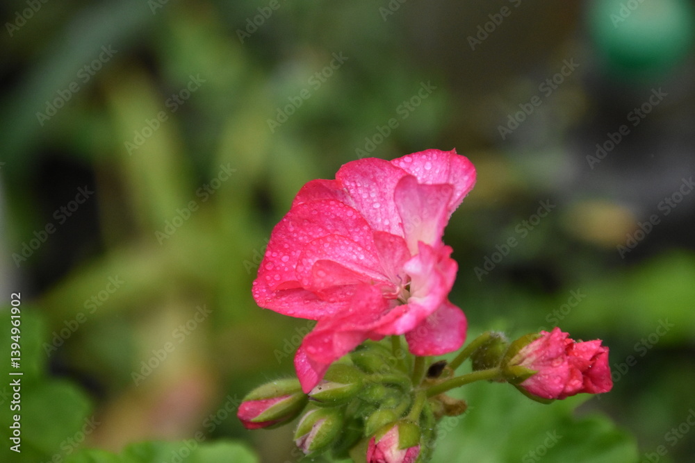 Pink Pelargonium in Full Bloom – Graceful Garden Elegance
Pink Pelargonium in Full Bloom – Graceful Garden Elegance