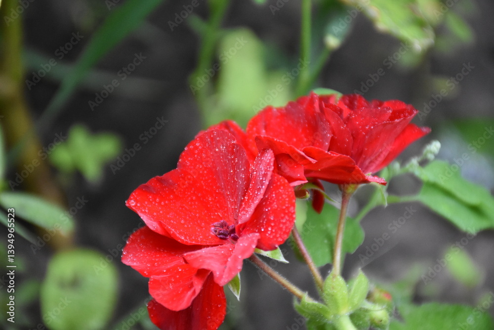 Radiant Red Pelargonium in Bloom – A Garden Classic
Radiant Red Pelargonium in Bloom – A Garden Classic