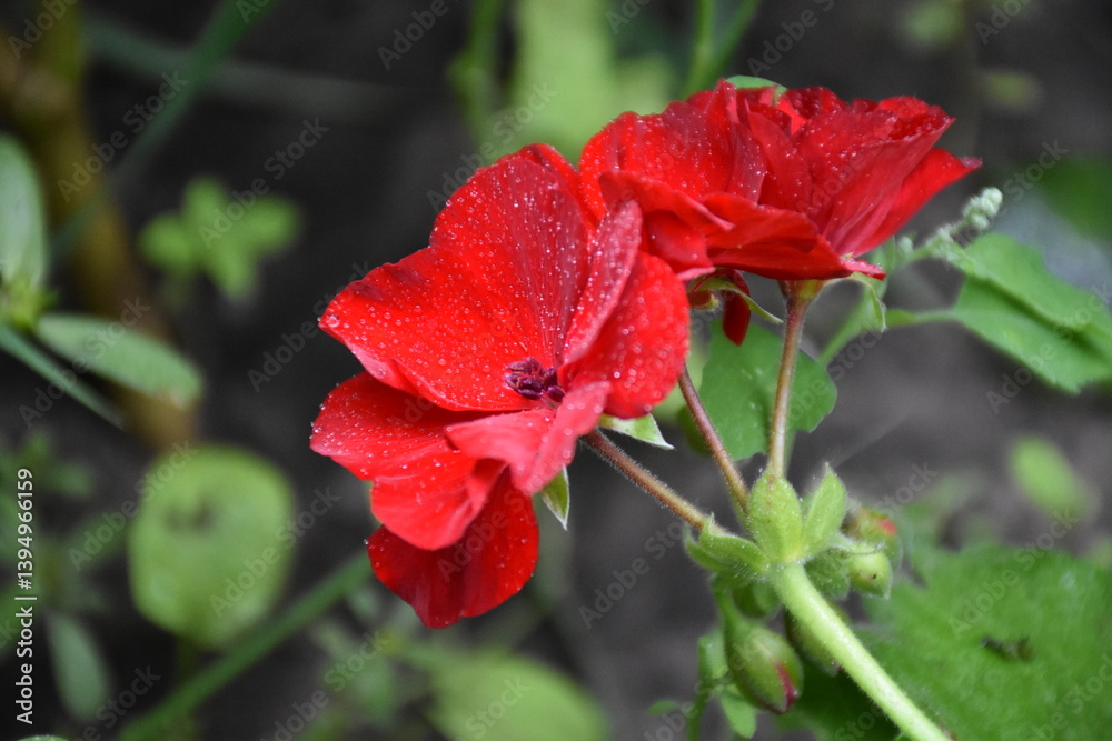 Radiant Red Pelargonium in Bloom – A Garden Classic
Radiant Red Pelargonium in Bloom – A Garden Classic