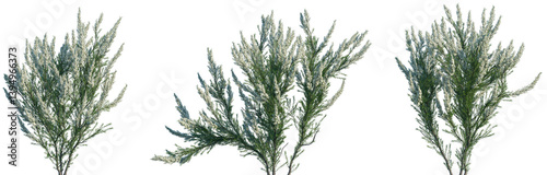 Set of Erica Arborea (the tree heath or tree heather) frontal set street blooming isolated png on a transparent background perfectly cutout	