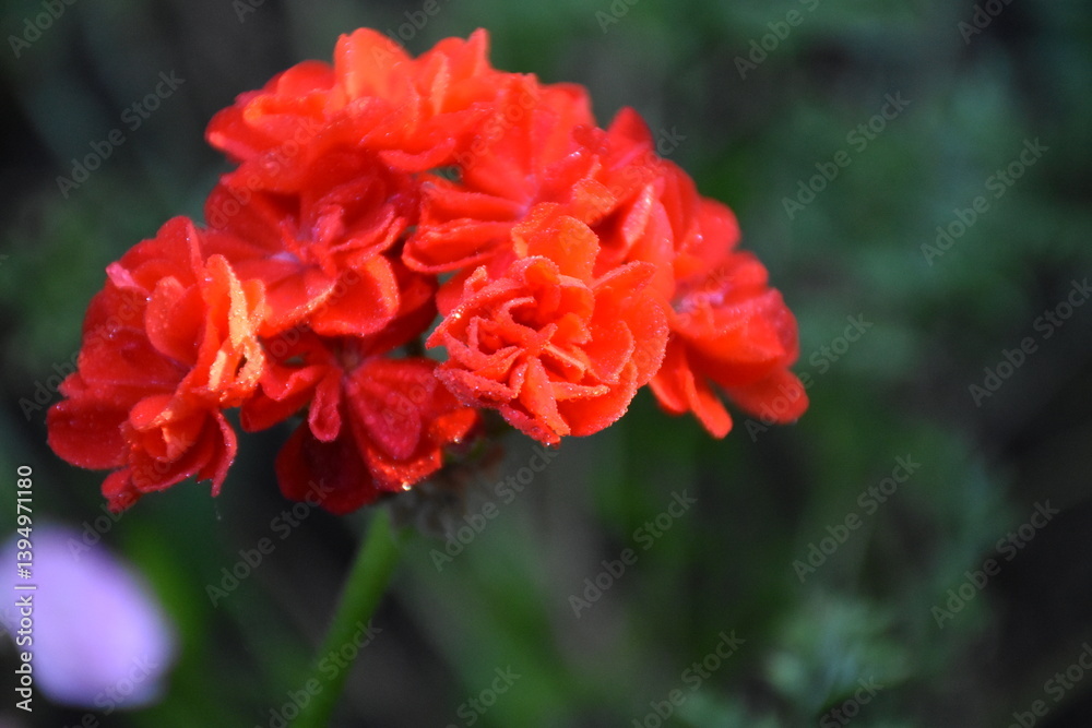 Radiant Red Pelargonium in Bloom – A Garden Classic
Radiant Red Pelargonium in Bloom – A Garden Classic
