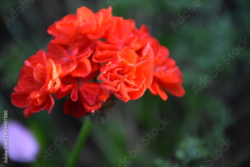 Radiant Red Pelargonium in Bloom – A Garden Classic
