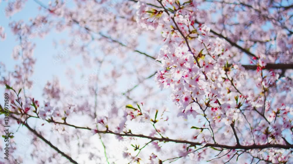 Beautiful view of cherry blossom flowers in warm spring, Sakura in Japan, 4K slow motion Beautiful view of cherry blossom flowers in warm spring, Sakura in Japan, 4K slow motion