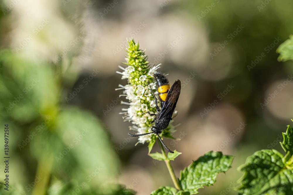 vista macro di un insetto di colore giallo e nero, di giorno, in estate, su un fiore di una pianta di menta