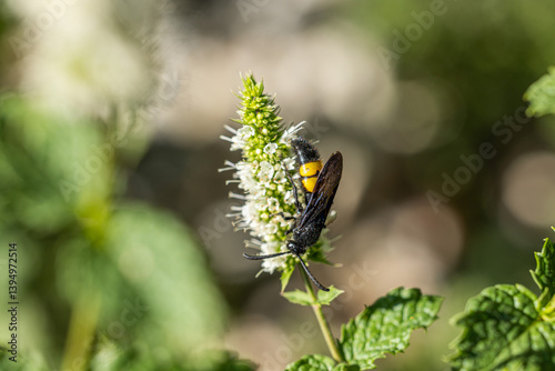 vista macro di un insetto di colore giallo e nero, di giorno, in estate, su un fiore di una pianta di menta