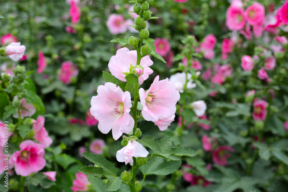 Beautiful hollyhock flower in the park