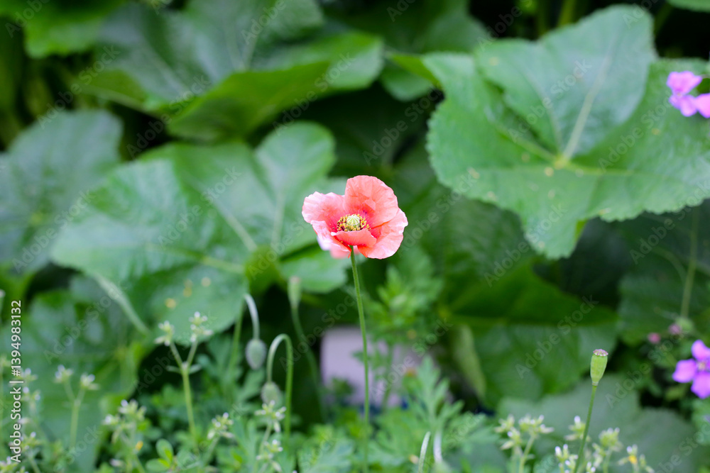 Orange poppy flowers blooming with green stems Orange poppy flowers blooming with green stems