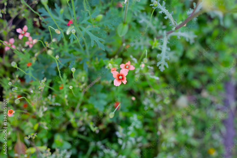 Orange poppy flowers blooming with green stems