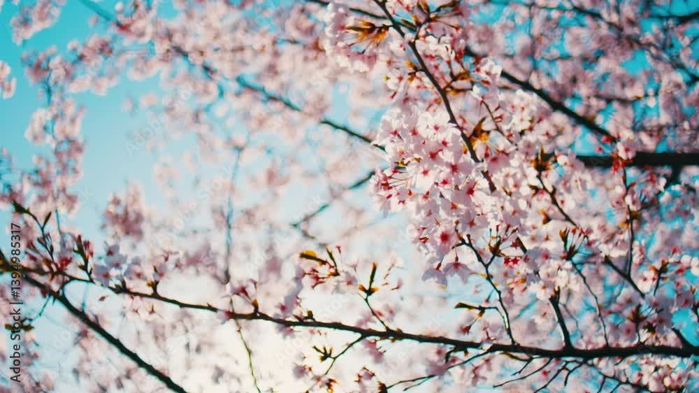 Beautiful view of cherry blossom flowers swaying in wind in warm spring, Sakura, Nostalgic negative film looks with backlit lens flare, 4K slow motion Beautiful view of cherry blossom flowers swaying in wind in warm spring, Sakura, Nostalgic negative film looks with backlit lens flare, 4K slow motion