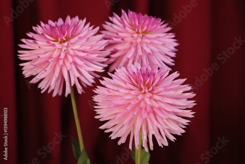 Three round pink flower heads