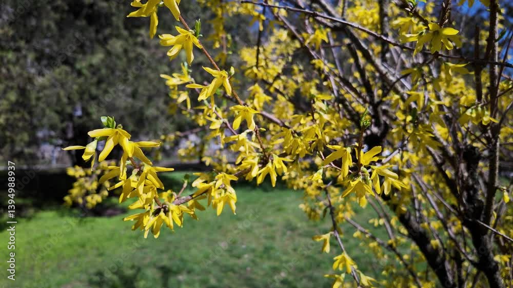 Yellow forsythia flowers blooming in spring park