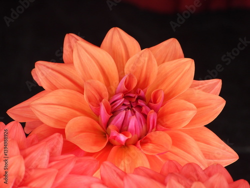 One round flower head in petals in the interior of the room
