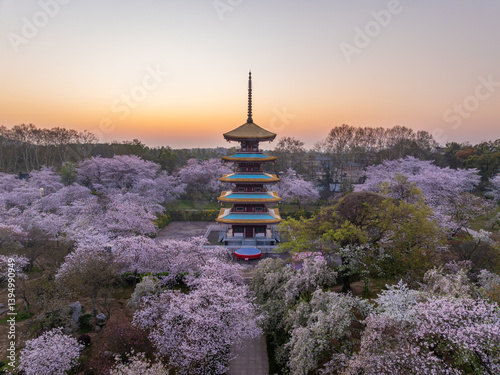 Canvas Print Wuhan East Lake Cherry Blossom Garden Spring Cherry Blossoms in Full Bloom