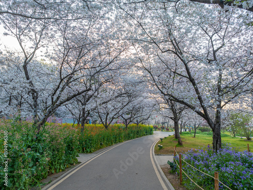Wuhan East Lake Cherry Blossom Garden Spring Cherry Blossoms in Full Bloom