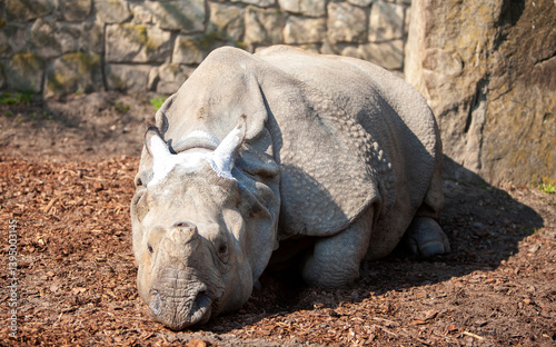 Close Up view of one greater horned Indian rhinoceros Rhinoceros unicornis lying on sand on sunny day at zoo