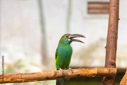 Crimson-rumped toucanet, Aulacorhynchus haematopygus photo