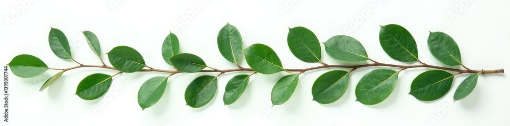 Eucalyptus leaves and stems isolated on white, green, foliage, eucalyptus stem Eucalyptus leaves and stems isolated on white, green, foliage, eucalyptus stem