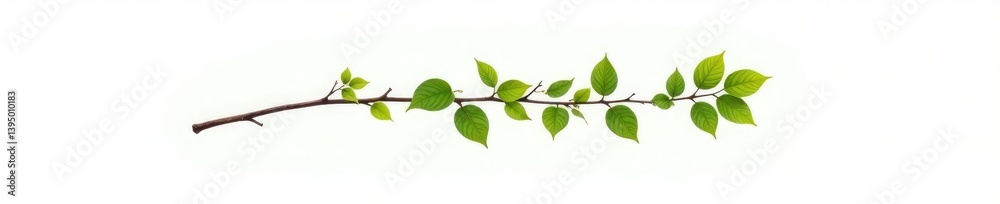 Single branch on white background with leaves, twig, tree, woody Single branch on white background with leaves, twig, tree, woody