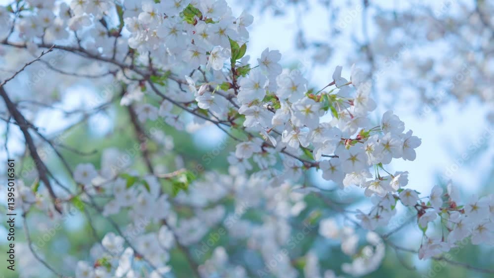 Beautiful spring scenery video of Korea where branches of white cherry blossom trees in full bloom under the blue sky are scattered in the spring breeze Beautiful spring scenery video of Korea where branches of white cherry blossom trees in full bloom under the blue sky are scattered in the spring breeze