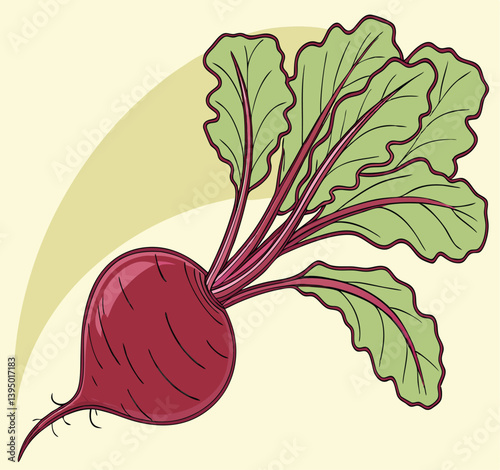 A Beetroot illustration vector template