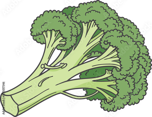 A Brocoli illustration vector template