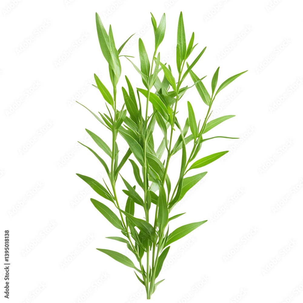 Fototapeta premium Close Up of Tarragon Leaves Isolated on Transparent Background