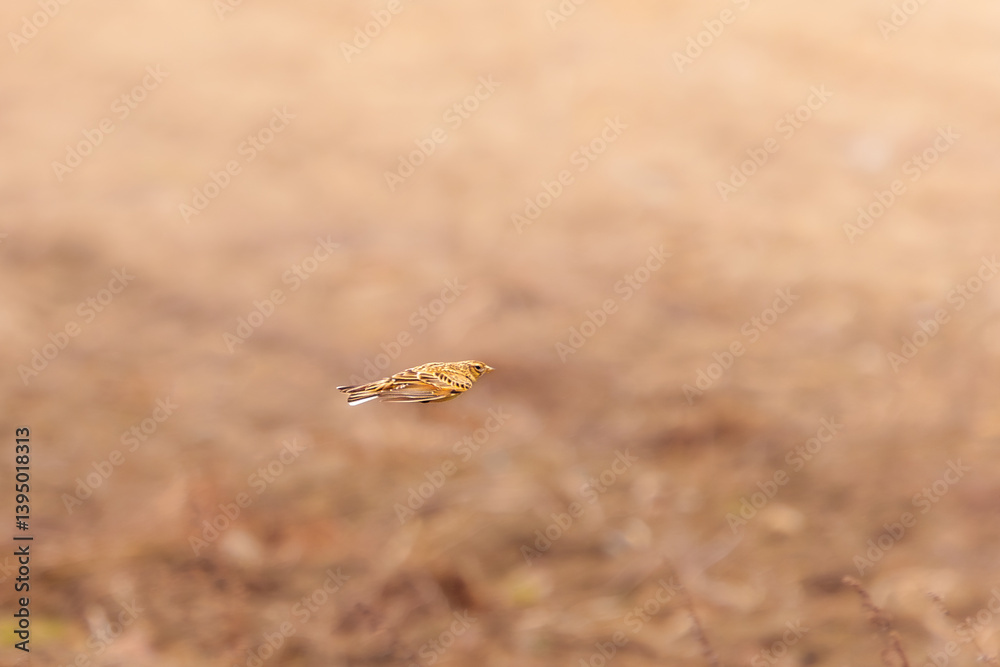 Yellowhammer caught in mid-flight