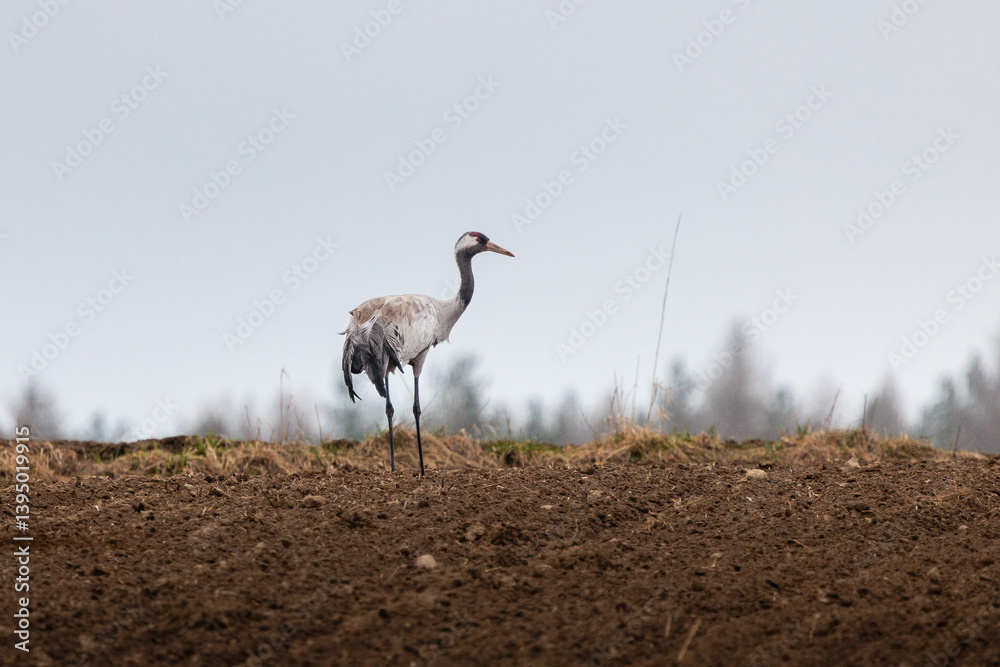cranes are looking for food in the field