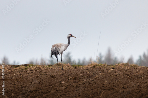 Obraz na płótnie cranes are looking for food in the field w salonie