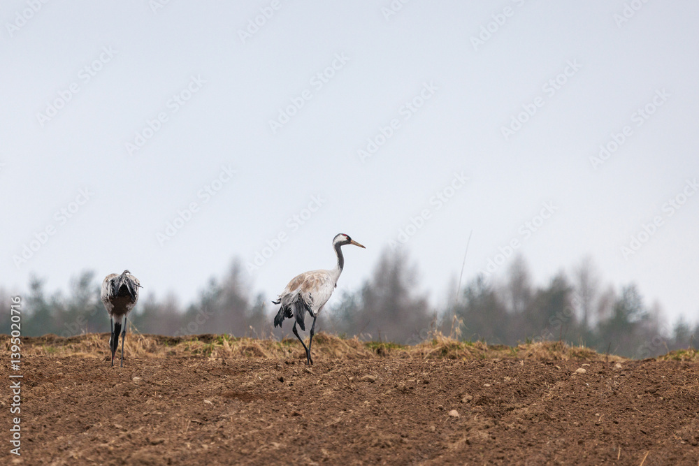 cranes are looking for food in the field
