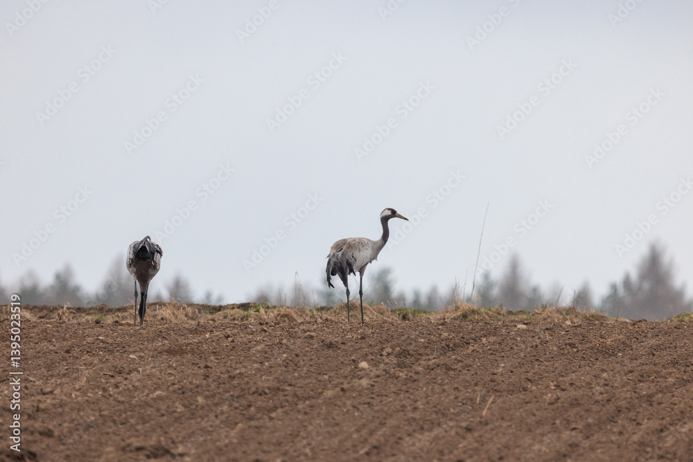 cranes are looking for food in the field