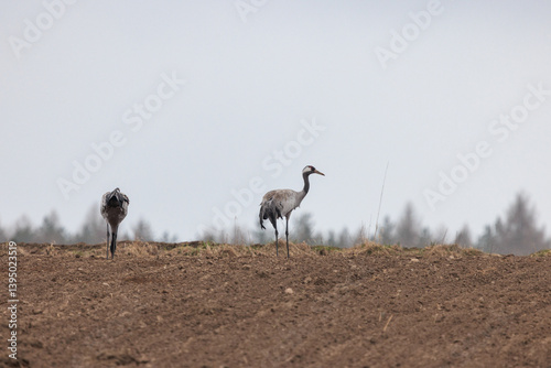 Obraz na płótnie cranes are looking for food in the field w salonie