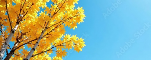 Foliage of aspen trees against a clear blue sky, , branch