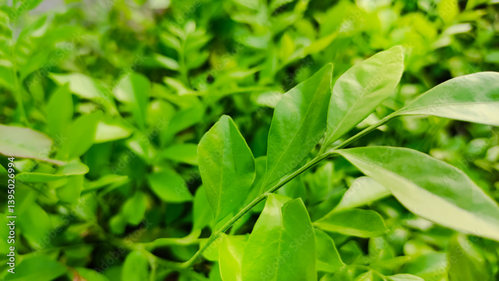 close up of green leaves fresh look after rainfall close up of green leaves fresh look after rainfall