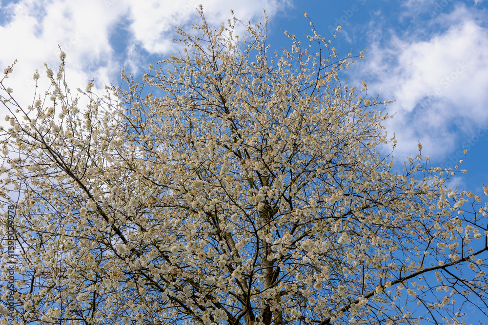 Selective focus of wild white Cherry blossoms (Prunus) on the tree under blue sky, Beautiful Sakura flowers during spring, The flower of trees in Prunus subgenus Cerasus, Natural wallpaper background. Selective focus of wild white Cherry blossoms (Prunus) on the tree under blue sky, Beautiful Sakura flowers during spring, The flower of trees in Prunus subgenus Cerasus, Natural wallpaper background.