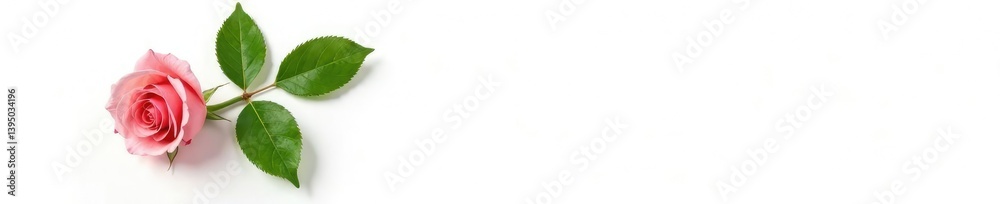 Fototapeta premium isolated single rose leaf against bright white, greenery, simple elegance