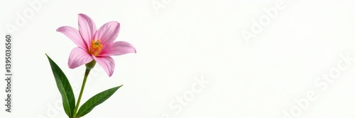 Single blooming flower isolated on white background, botanical, nature, leafy