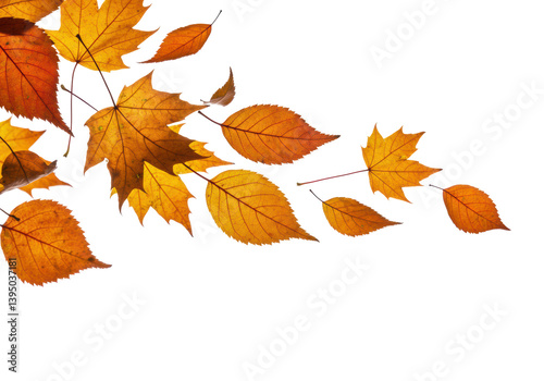 Fototapeta Naklejka Na Ścianę i Meble -  Isolated Autumn Leaves Assortment Floating in Air