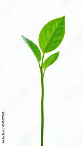 Small green stem with single leaf on white background, plantlife, greenery, stems