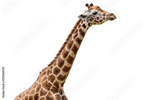 Isolated Giraffe Head and Neck with Elegant Profile