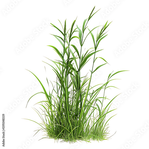 Obraz na płótnie A thick bunch of tall green grass blades growing upward with some flowering tops illustrated on a transparent background representing natural wild vegetation w salonie