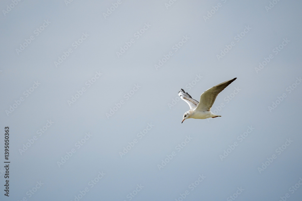 Obraz premium Side view of a White seagull (disambiguation) flying in the sky and looking down in the water